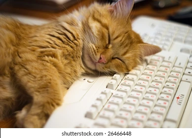 image of sleeping cat on computer keyboard